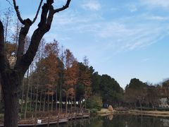 -陈家山荷花公园