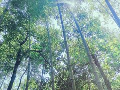 -石台牯牛降景区