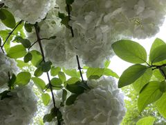 -桃花岛景观公园
