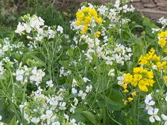-新安江山水画廊风景区