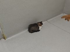 -谐和益家动物医院·免疫绝育·血液透析·宠保定点医院(高新伊藤分院)