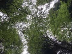 -武陵山森林公园