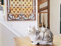-猫小院猫主题餐厅(南锣旗舰店)