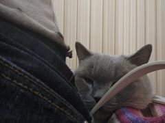 -鼓捣猫呢主题猫咖店