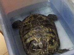 -瑞派福兴宠物医院犬猫全科·骨科·中西医结合(河东店)