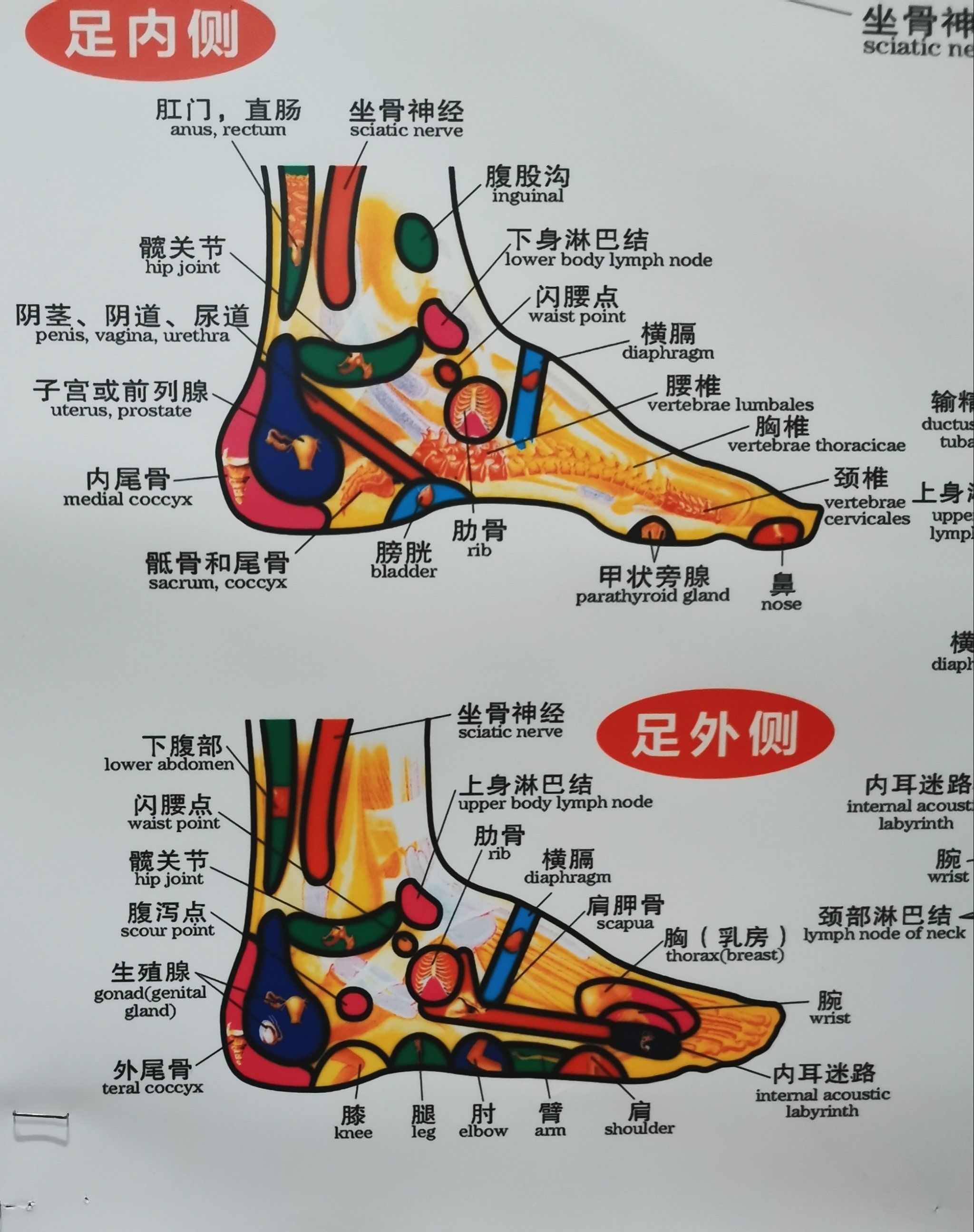 中医按摩 #每天坚持锻炼会有不一样的收获 #足疗按摩 
脚底,脚背