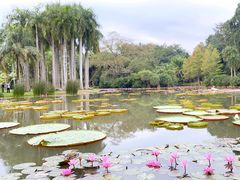 -中国科学院西双版纳热带植物园