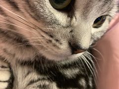 -70cat德文卷毛猫·缅因猫纯种猫舍