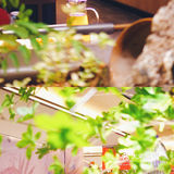 吃火锅|首选九鼎轩脆毛肚火锅