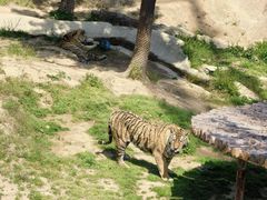 -西霞口神雕山野生动物世界