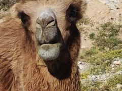 -国强手抓(西夏区店)