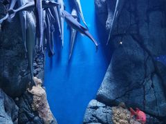 -成都浩海立方海洋公园