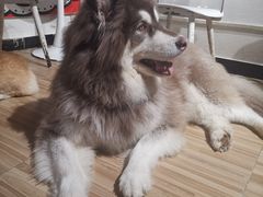 -喵小馆·猫咖狗咖猪咖·饮品店