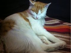 猫猫-Sirena海妖日咖夜酒