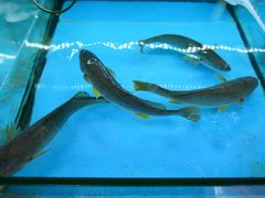 -西门岛码头海鲜馆