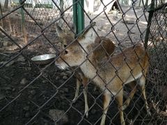 -合肥野生动物园