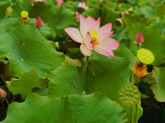 -石家庄市植物园