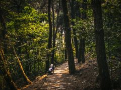 -铁山坪森林公园