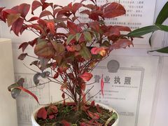 -丽泽山庄·生态怀柔菜·虹鳟鱼(红螺寺店)