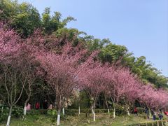 -望江楼公园