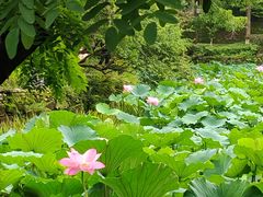 -桂湖森林公园