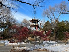 -莲花池公园