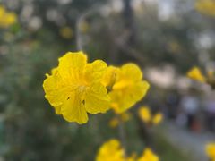 -海珠湖公园