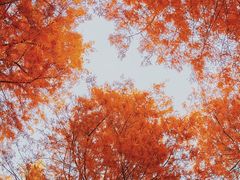 -春花秋色城市公园