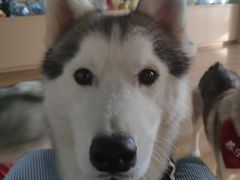 -Husky Go! 哈士奇体验馆·宠物咖啡厅狗咖