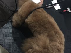 -酷狗靓猫宠物·洗护·美容·寄养(航北路店)