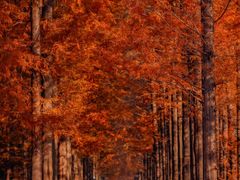 -黄海国家森林公园