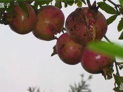 石不可榴@怡沁园-上海怡沁园度假酒店