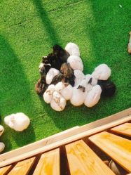 -萌宠亲子动物乐园(槐房万达店)