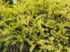 -东莞植物园