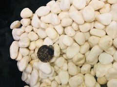 -莫小七火锅