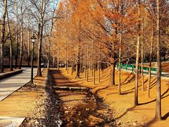 -白水寺森林公园