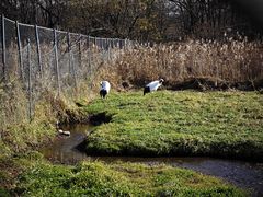 -钏路市丹顶鹤自然公园