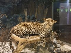 -陕西自然博物馆