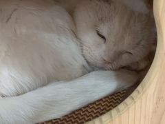 -喵园·猫主题咖啡厅·撸猫·猫咖(国贸店)