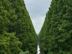 -黄海国家森林公园