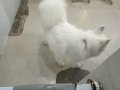 -共舞时光猫咖·狗咖(新街口店)
