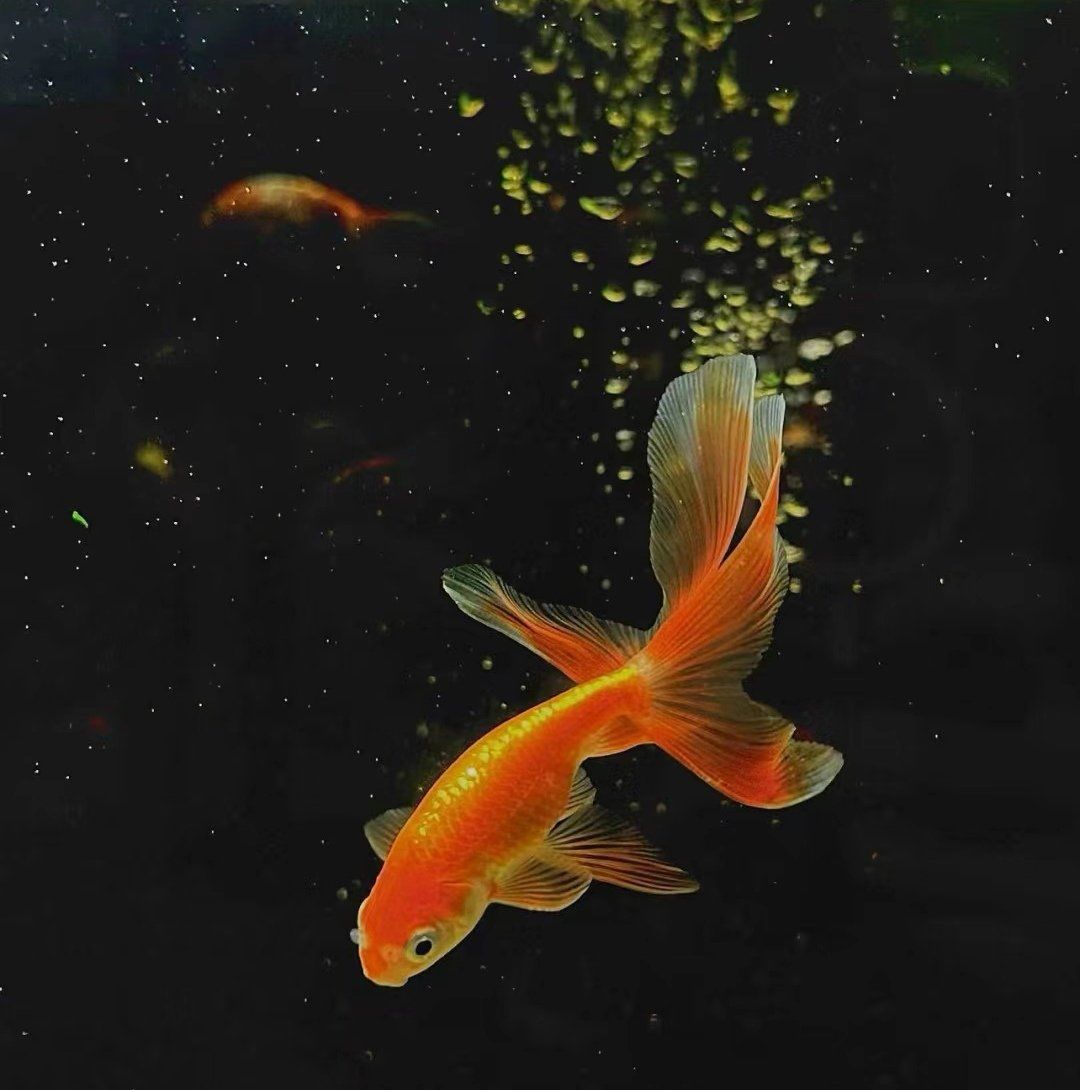 丹凤金鱼
