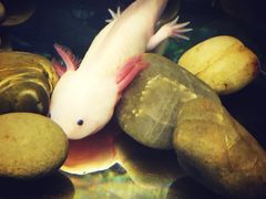 -上海大自然野生昆虫馆