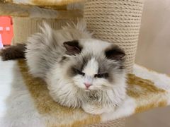 -藏猫猫咖啡主题馆(中央大道店)