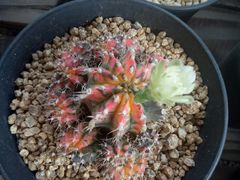 -龙大花卉苗木市场