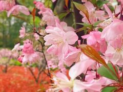 -新虹桥中心花园