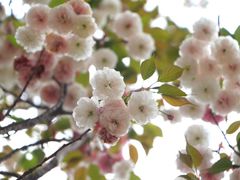 -天适樱花悠乐园