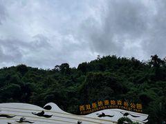 -西双版纳原始森林公园