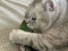 -美联众合爱康动物医院•复杂内科•肿瘤科•牙科•腔镜诊疗中心
