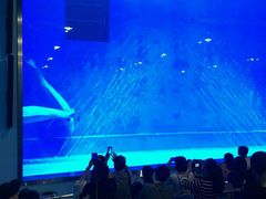 -芜湖新华联大白鲸海洋公园